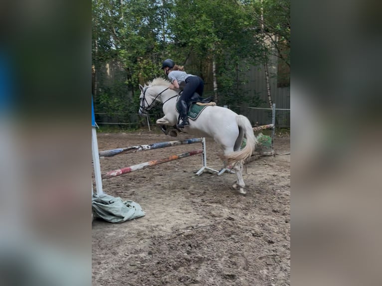 Connemara Stute 10 Jahre 152 cm Schimmel in Visbek