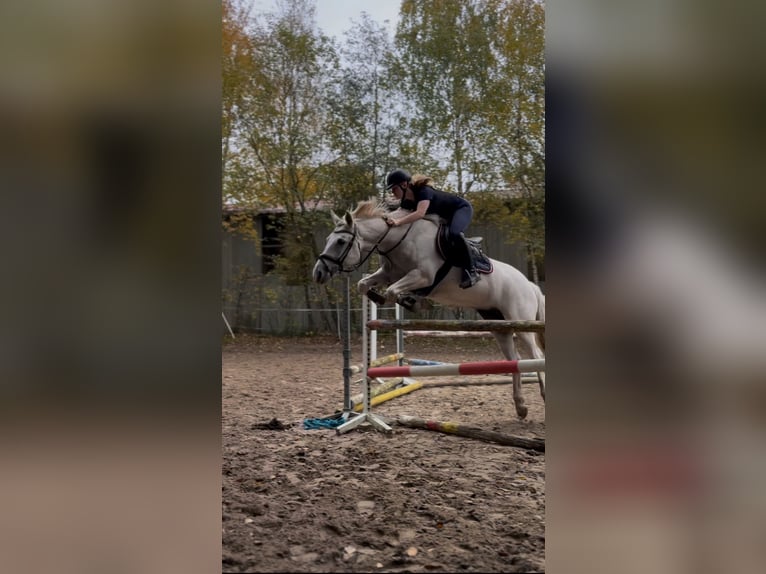 Connemara Stute 10 Jahre 152 cm Schimmel in Visbek