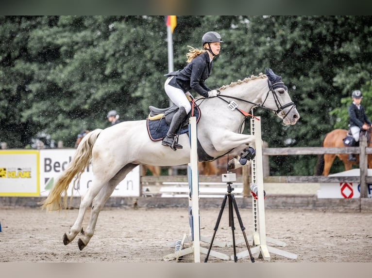 Connemara Stute 10 Jahre 152 cm Schimmel in Visbek