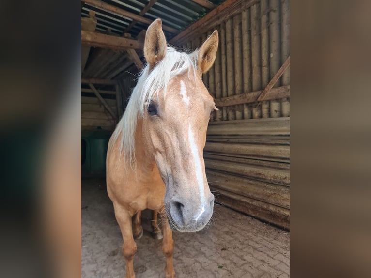 Connemara Mix Stute 10 Jahre 155 cm Palomino in Taunusstein