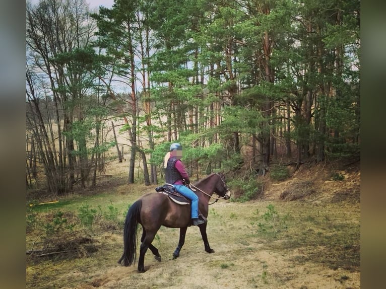 Connemara Mix Stute 10 Jahre 156 cm Buckskin in Zeuthen