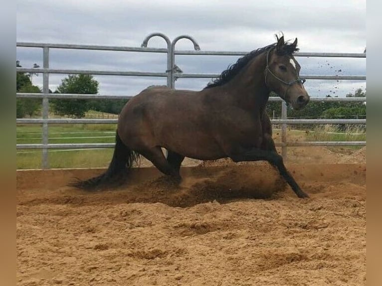 Connemara Mix Stute 10 Jahre 156 cm Buckskin in Zeuthen