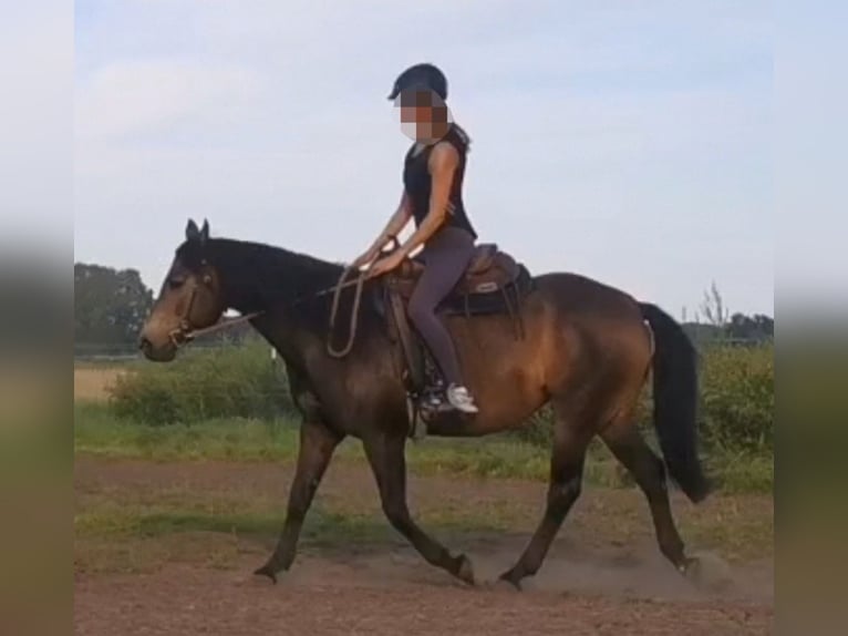 Connemara Mix Stute 10 Jahre 156 cm Buckskin in Zeuthen
