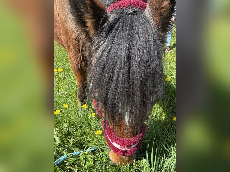 Connemara Mix Stute 11 Jahre 125 cm Brauner in Haslach