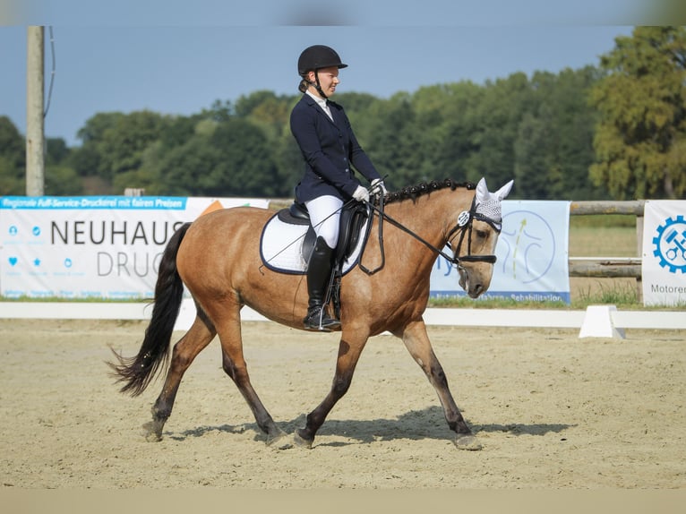 Connemara Mix Stute 11 Jahre 141 cm Falbe in Lippstadt