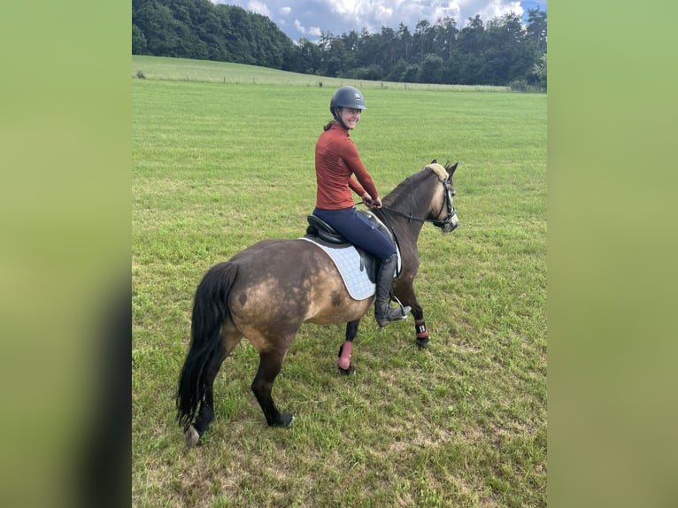 Connemara Stute 11 Jahre 145 cm Falbe in Hanau