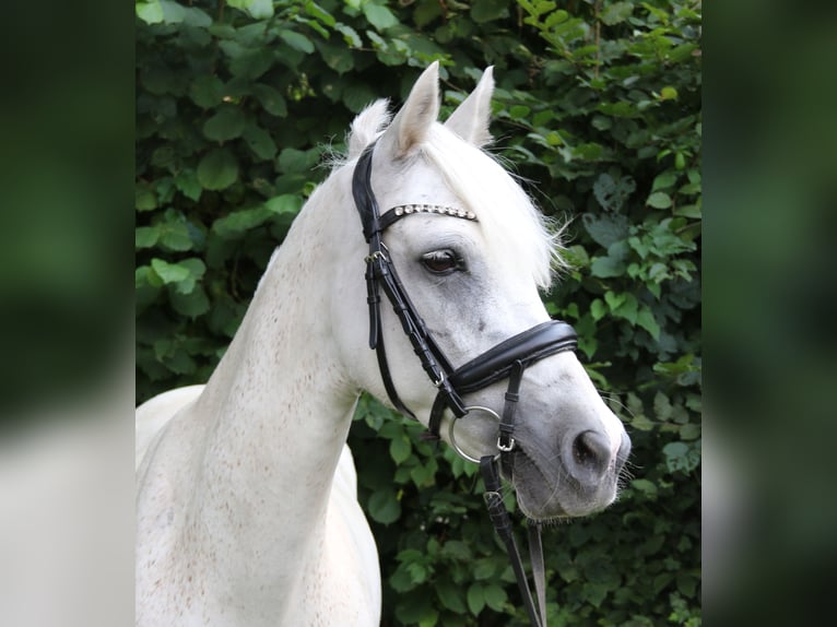 Connemara Stute 11 Jahre 145 cm Schimmel in Wachtendonk