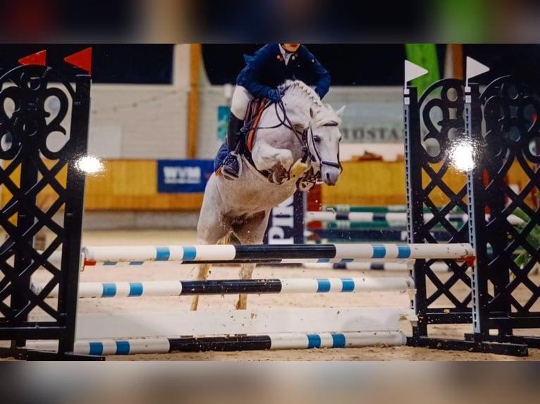 Connemara Stute 11 Jahre 145 cm Schimmel in Wachtendonk