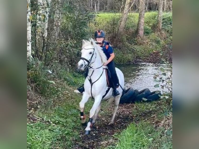 Connemara Stute 11 Jahre 145 cm Schimmel in Wachtendonk