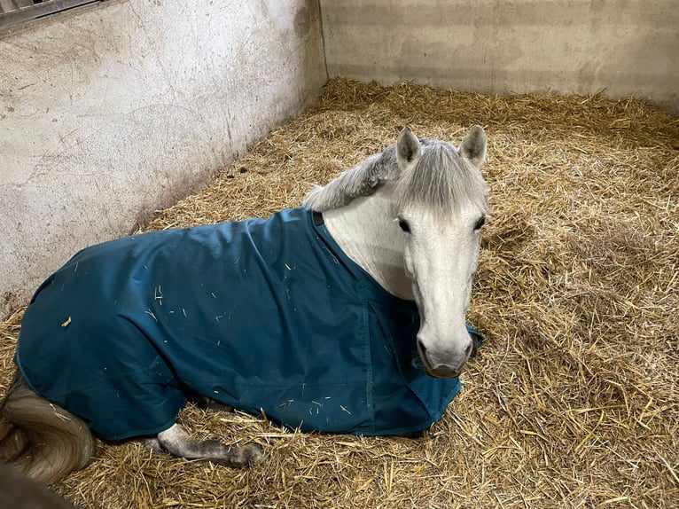 Connemara Stute 11 Jahre 147 cm Apfelschimmel in Jettingen-Scheppach