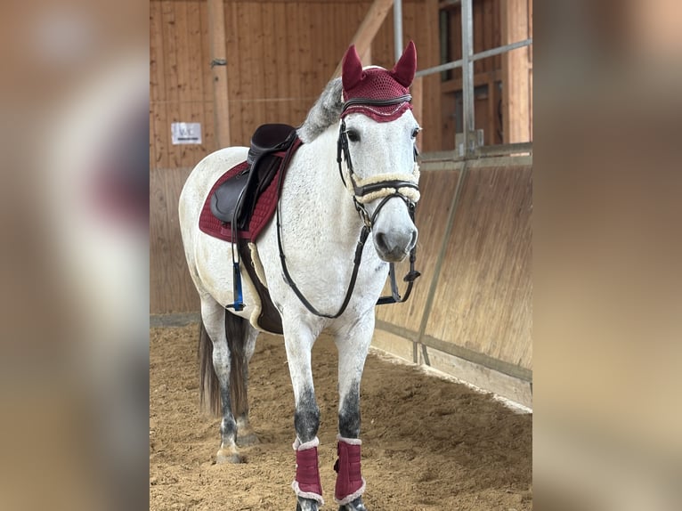 Connemara Stute 11 Jahre 147 cm Apfelschimmel in Jettingen-Scheppach