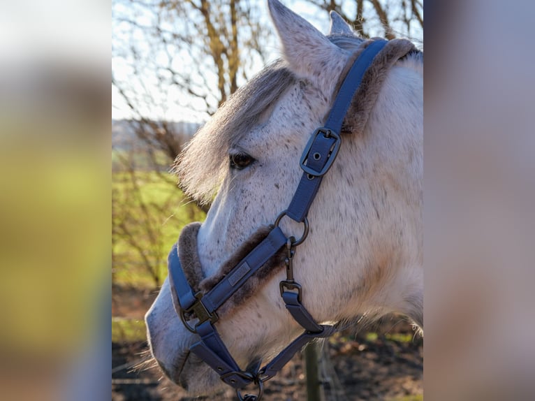Connemara Stute 11 Jahre 147 cm Apfelschimmel in Jettingen-Scheppach