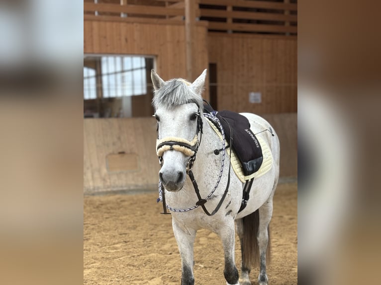 Connemara Stute 11 Jahre 147 cm Apfelschimmel in Jettingen-Scheppach