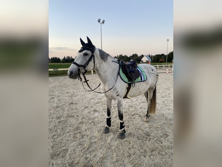 Connemara Stute 11 Jahre 147 cm Apfelschimmel in Jettingen-Scheppach