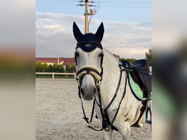 Connemara Stute 11 Jahre 147 cm Apfelschimmel in Jettingen-Scheppach