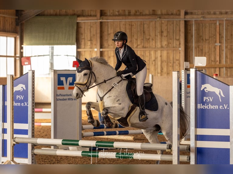 Connemara Stute 11 Jahre 147 cm Apfelschimmel in Jettingen-Scheppach