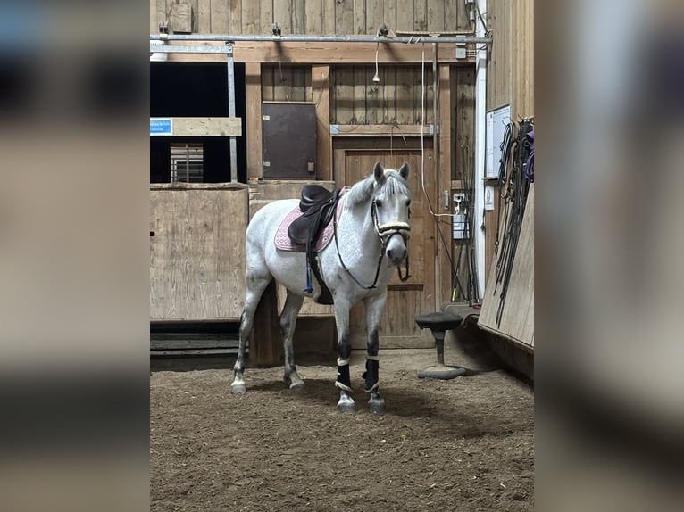 Connemara Stute 11 Jahre 147 cm Apfelschimmel in Jettingen-Scheppach