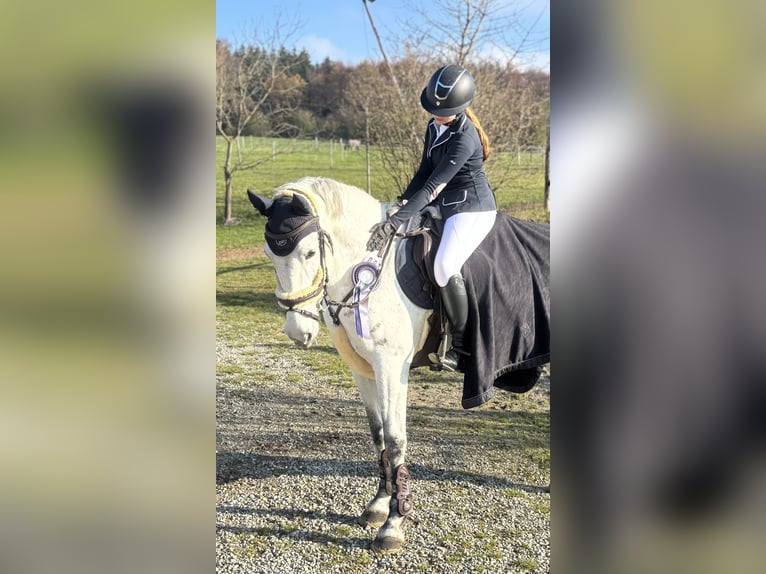 Connemara Stute 11 Jahre 147 cm Apfelschimmel in Jettingen-Scheppach