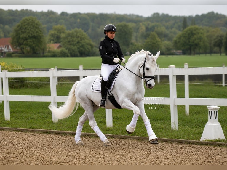 Connemara Stute 11 Jahre 148 cm Schimmel in Recke, bei Osnabrück