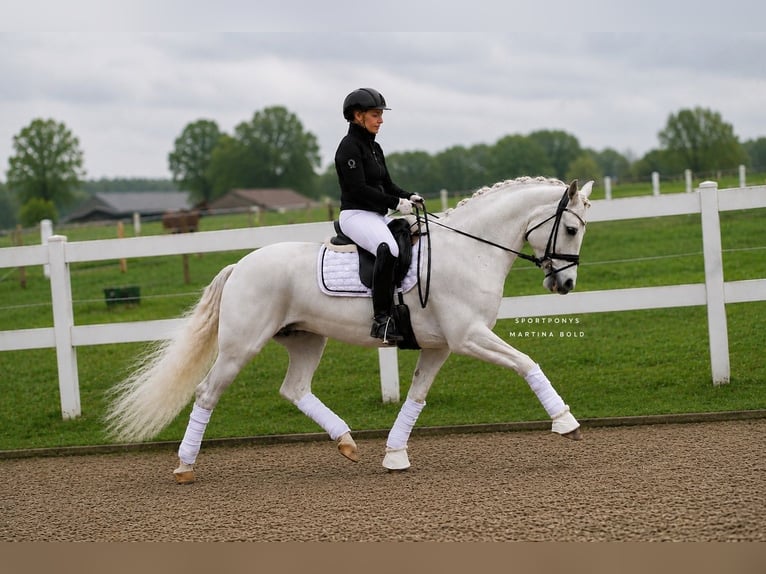 Connemara Stute 11 Jahre 148 cm Schimmel in Recke, bei Osnabrück