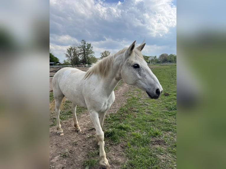 Connemara Stute 11 Jahre 148 cm Schimmel in Thedinghausen