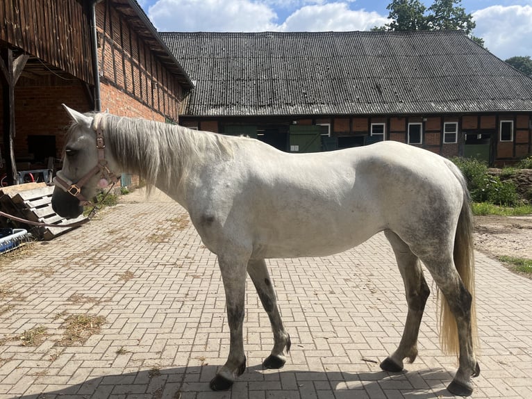 Connemara Stute 11 Jahre 149 cm Schimmel in Oldendorf