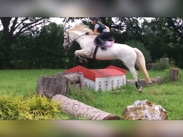 Connemara Stute 11 Jahre 151 cm Schimmel in Reichling