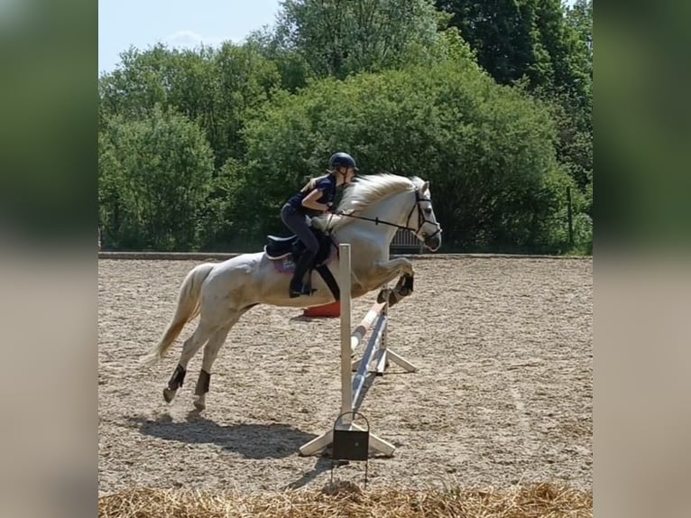 Connemara Stute 11 Jahre 151 cm Schimmel in Reichling