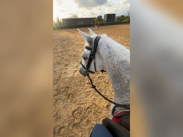 Connemara Mix Stute 12 Jahre 137 cm Fliegenschimmel in Merkezköy