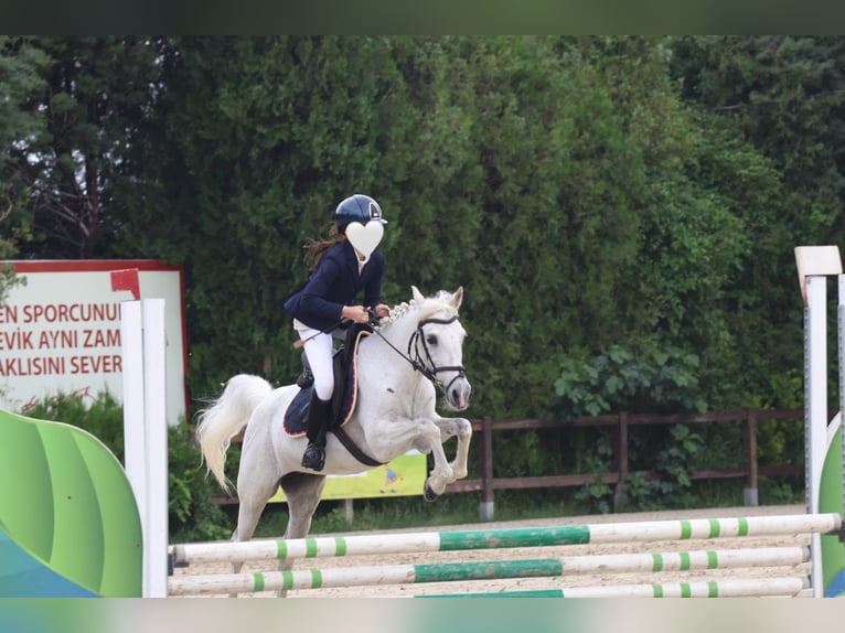 Connemara Mix Stute 12 Jahre 137 cm Fliegenschimmel in Merkezköy