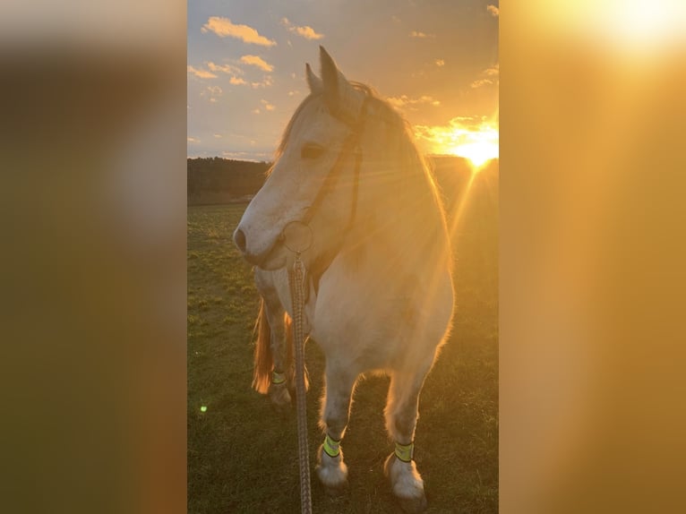 Connemara Stute 12 Jahre 143 cm Apfelschimmel in Karbach