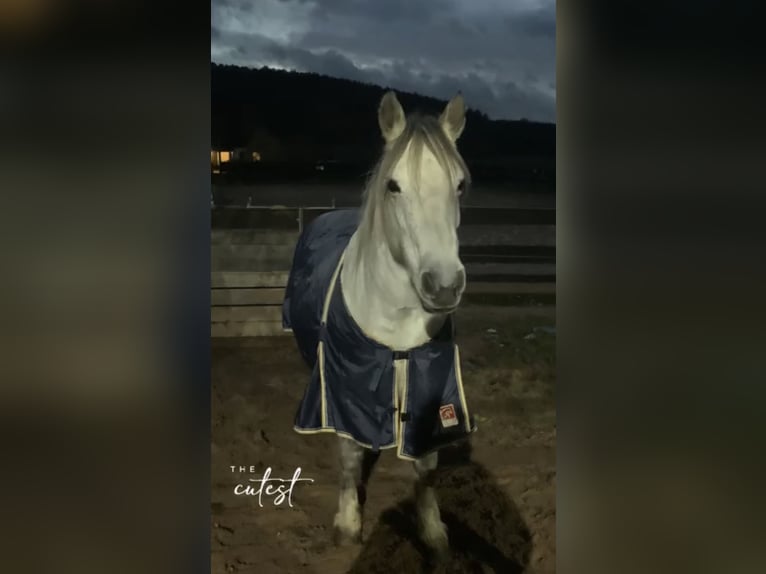 Connemara Stute 12 Jahre 143 cm Apfelschimmel in Karbach