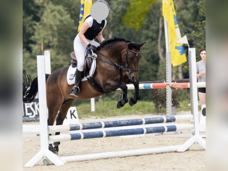 Connemara Stute 12 Jahre 147 cm Falbe in Frankenberg (Eder)