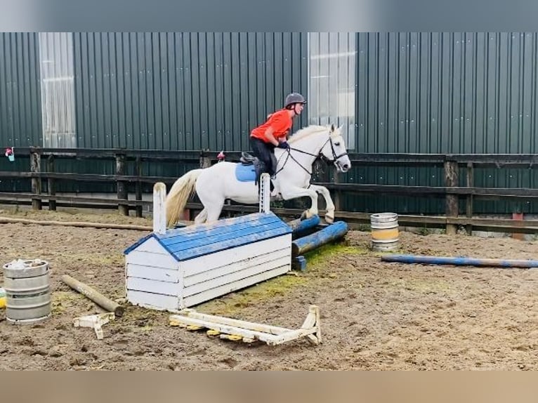 Connemara Stute 12 Jahre 147 cm Schimmel in Sligo