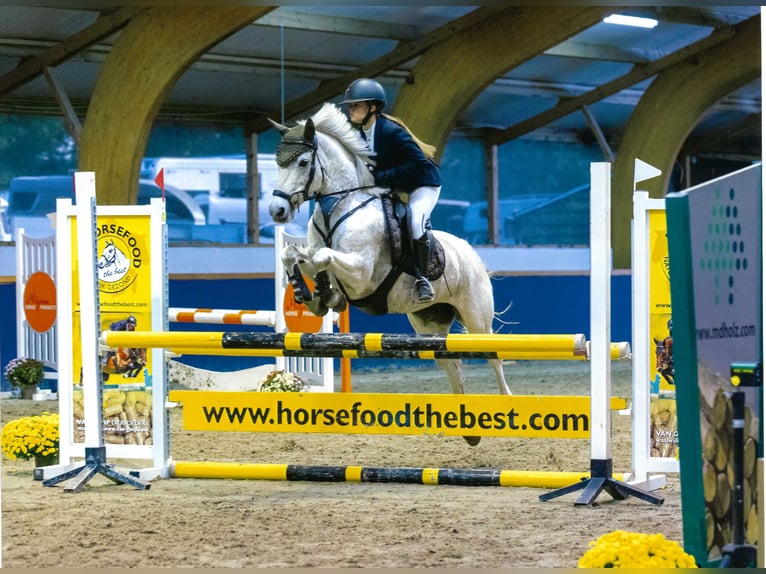 Connemara Stute 12 Jahre 147 cm Schimmel in Lieshout