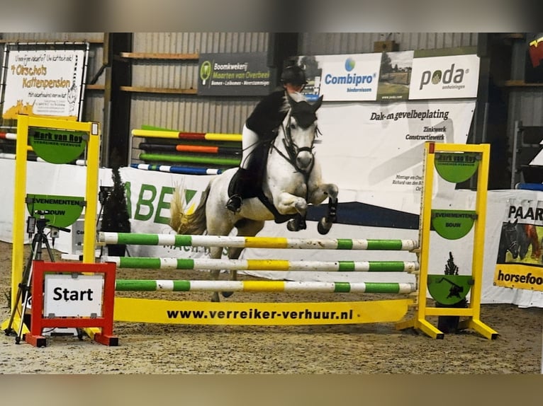 Connemara Stute 12 Jahre 147 cm Schimmel in Lieshout