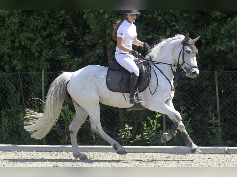 Connemara Stute 12 Jahre 147 cm Schimmel in Lieshout