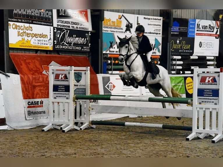 Connemara Stute 12 Jahre 147 cm Schimmel in Lieshout