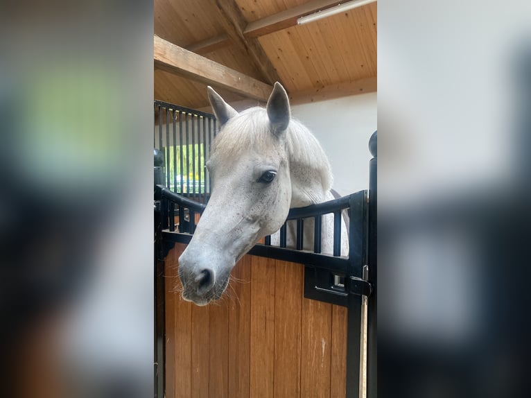 Connemara Stute 12 Jahre 147 cm Schimmel in Lieshout