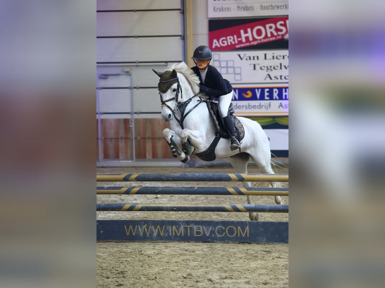 Connemara Stute 12 Jahre 147 cm Schimmel in Lieshout