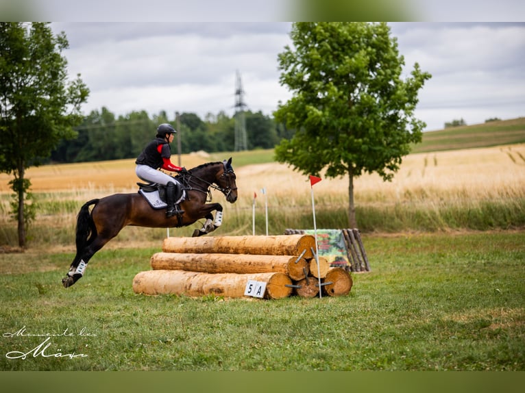 Connemara Stute 12 Jahre 148 cm Dunkelbrauner in Grünberg