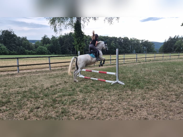Connemara Stute 12 Jahre 148 cm Schimmel in Oltingen