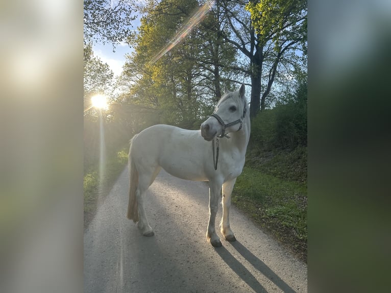 Connemara Stute 12 Jahre 150 cm Schimmel in Auenwald