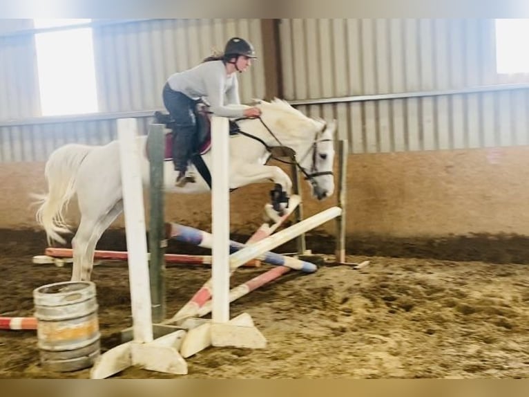 Connemara Stute 12 Jahre 159 cm Blauschimmel in Sligo