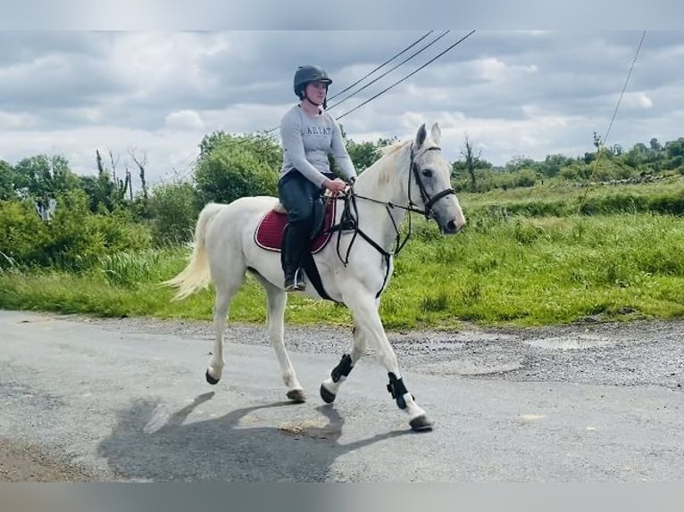 Connemara Stute 12 Jahre 159 cm Blauschimmel in Sligo