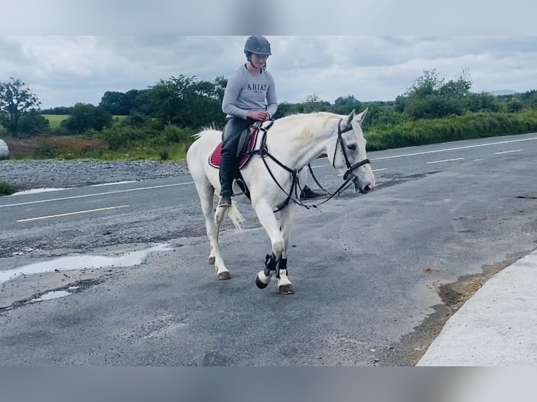Connemara Stute 12 Jahre 159 cm Blauschimmel in Sligo