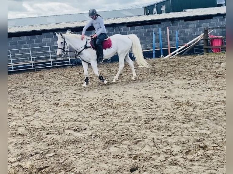 Connemara Stute 12 Jahre 159 cm Blauschimmel in Sligo