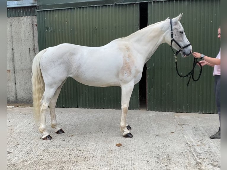 Connemara Stute 12 Jahre 159 cm Blauschimmel in Sligo