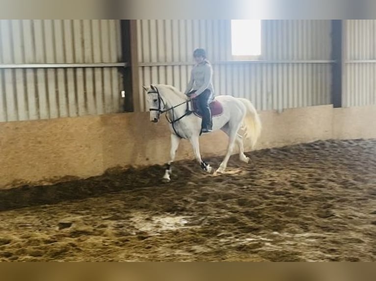 Connemara Stute 12 Jahre 159 cm Blauschimmel in Sligo
