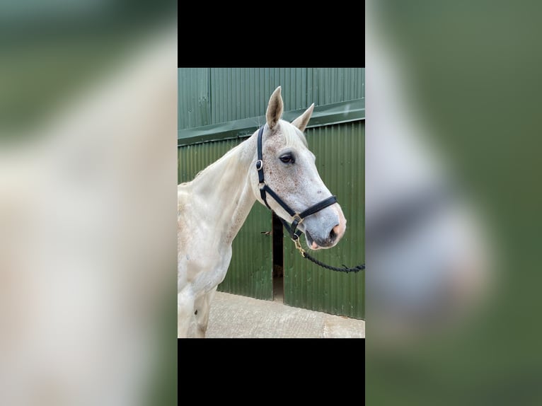 Connemara Stute 12 Jahre 159 cm Blauschimmel in Sligo